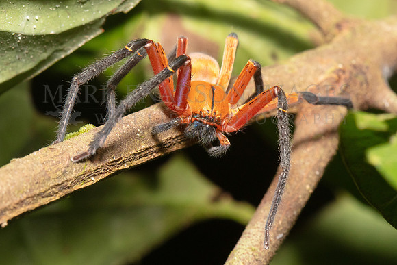 A giant crab spider, a type of huntsman spider, in the jungle at Pacaya-Samiria National Reserve, Peru