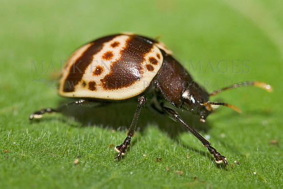 A pleasing fungus beetle (Erotylidae) in Yasuni National Park, Ecuador