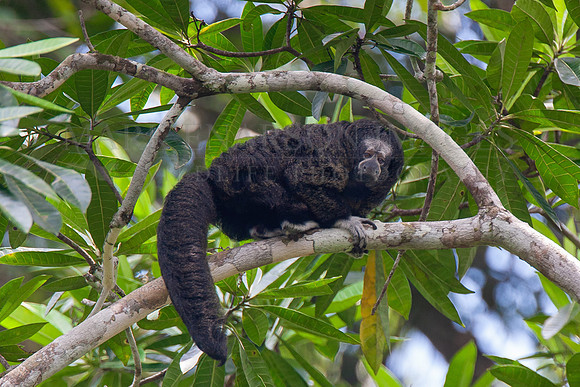 A monk saki monkey in the treetops of the Pacaya-Samiria Reserve of Peru
