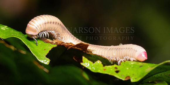 A pink-tipped millipede in the jungle at Pacaya-Samiria National Reserve, Peru