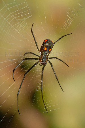 A orchard orbweaver spider waits on its web in the forest along Lake Anangu in the Yasuni National Park, Ecuador