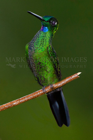 A green-crowned brilliant hummingbird in the cloud forest of the Ecuadorian Andes