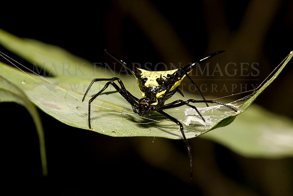 An Amazon thorn spider (Micrathena schreibersi) in the jungle underbrush near Lake Anangu, Ecuador