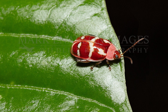 A flea beetle (genus Asphaera) in the jungle at Pacaya-Samiria National Reserve, Peru