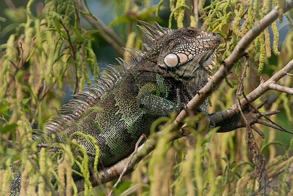 A green iguana in the tree branches beside the Marañon river, Peru