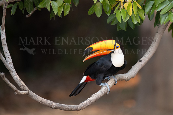 A toco toucan in the Pantanal, Brazil
