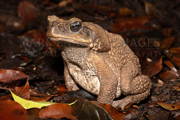 A cane toad (giant neotropical toad) on the forest floor in Pacaya-Samiria National Reserve, Peru