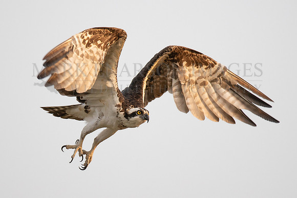 An osprey hunts above the river in the Brazilian Pantanal