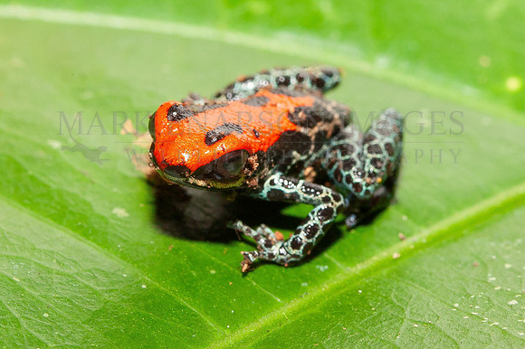 A red-backed poison dart frog in the leaf litter near the Marañon river, Peru