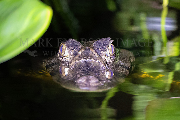 A spectacled caiman lies in wait in the dark in El Dorado Lake, in Pacaya-Samiria National Reserve, Peru