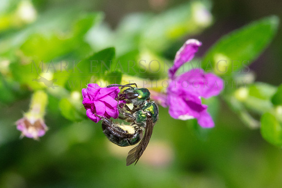 A metallic green sweat bee forages for pollen in Pacaya-Samiria National Reserve, Peru