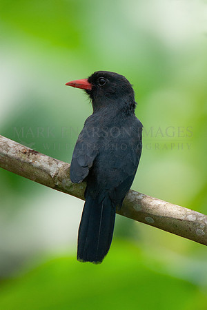 A black-fronted nunbird near the Marañon River in Peru