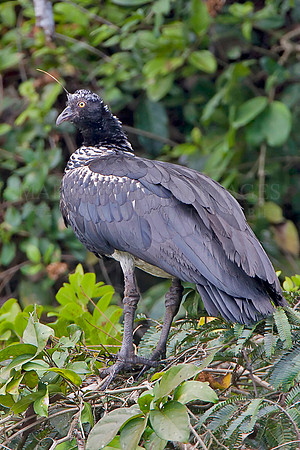 A horned screamer near the Marañon River in Peru