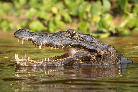 A Yacaré caiman in the Pantanal, Brazil