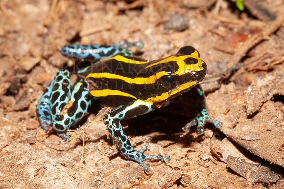 An Amazonian poison dart frog in the leaf litter near the Marañon river, Peru