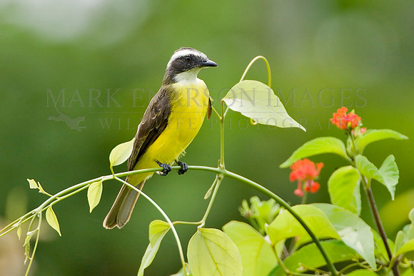 A social flycatcher next to the Marañon River, Peru