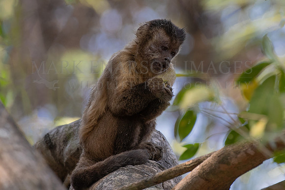 A hooded capuchin feeding in the trees of the Pantanal in Brazil