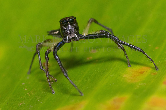 A tiny jumping spider (Amycus ectypus) hunts small prey in the jungle of Pacaya-Samiria National Reserve, Peru