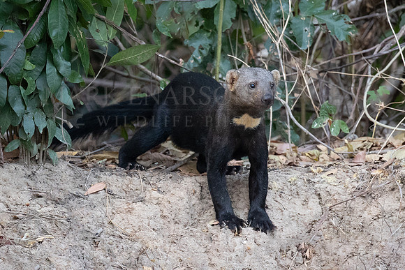 A tayra emerges from the forest to drink from the river, in the Pantanal, Brazil