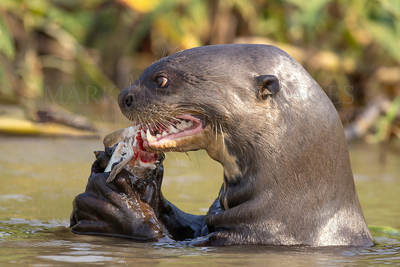 A giant river otter eating a fish in the waters of the Pantanal in Brazil