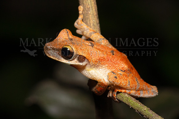 A Cayenne slender-legged tree frog in Pacaya-Samiria National Reserve, Peru