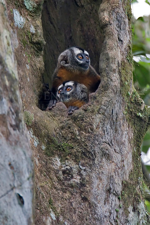 Night monkeys peer out from a tree trunk in the Pacaya-Samiria National Reserve of Peru