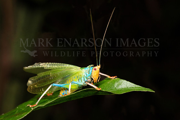 A rainbow katydid in the forest at Pacaya-Samiria National Reserve, Peru