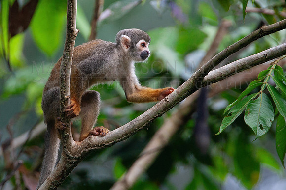A squirrel monkey in the tree tops of Yasuni National Park, Ecuador