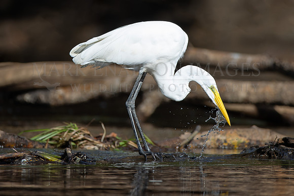 A great egret drinks from the river in Pacaya-Samiria National Reserve, Peru