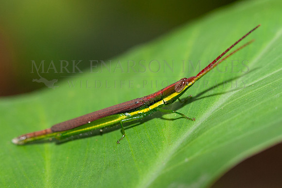 A brilliantly colored gaudy grasshopper (Cylindrotettix) in the forest along the Marañon river in Peru