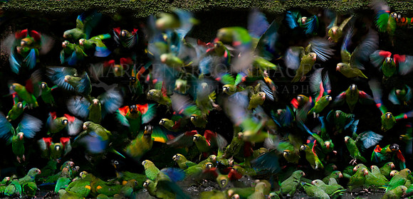 Parrots, parakeets and parrotlets fly from a cave near Lake Anangu, Ecuador [Composite]