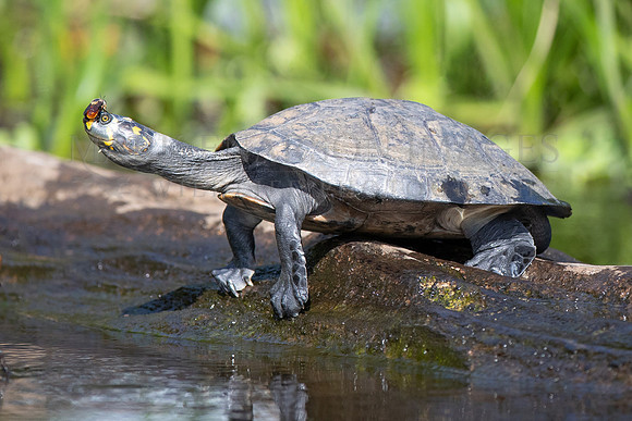 A bee feeds on salts from the nose of a yellow-spotted river turtle at Pacaya-Samiria National Reserve, Peru
