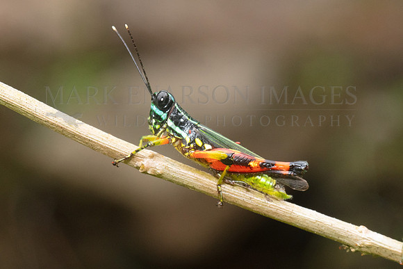 A colorful spurthroat toothpick grasshopper in the Pacaya-Samiria National Reserve, Peru