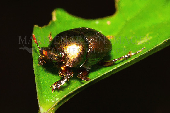 A dung beetle (genus Canthidium) n the undergrowth of Yasuni National Park, Ecuador