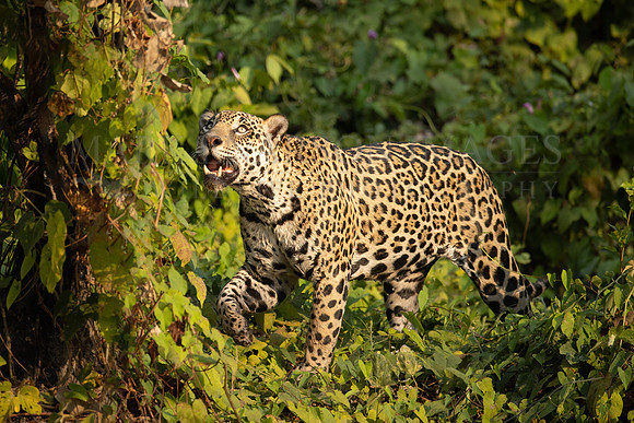A jaguar patrols the jungle in the Pantanal, Brazil