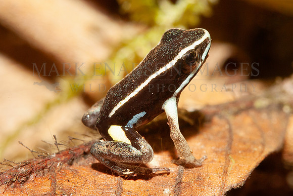 A brilliant-thighed poison dart frog in the leaf litter near the Marañon river, in the Peruvian Amazon