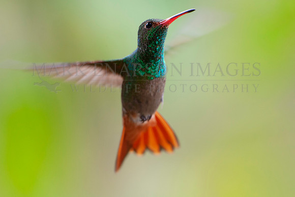 A rufous-tailed hummingbird in the Ecuadorian Andes
