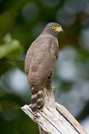 A roadside hawk near the Marañon River, Peru