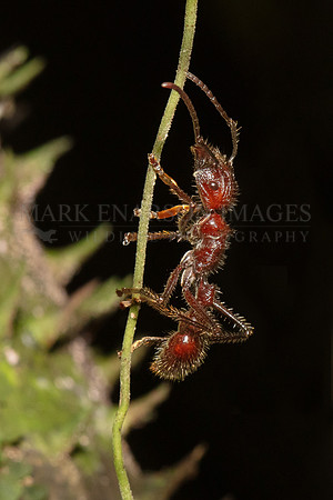 A bullet ant climbing a small vine at Pacaya-Samiria National Reserve, Peru