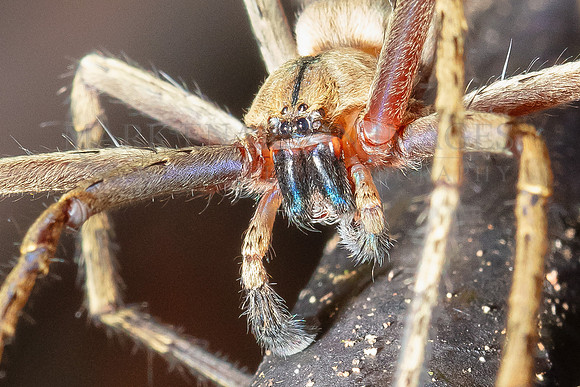 The face of a huntsman spider in the forest of the Pacaya-Samiria National Reserve, Peru
