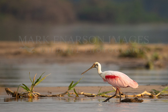 A roseate spoonbill wades in the waters of the Pantanal, Brazil