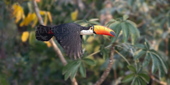 A toco toucan flys through the forest in the Pantanal, Brazil