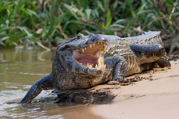 A Yacaré caiman on the riverbank in the Pantanal, Brazil