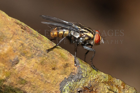 A flesh fly in the jungle of Pacaya-Samiria National Reserve, Peru