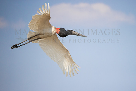 A jabiru stork flying in the Pantanal, Brazil