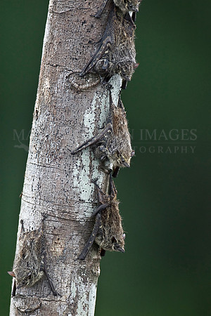 Sleeping long-nosed bats on a tree near Lake Anangu, Ecuador