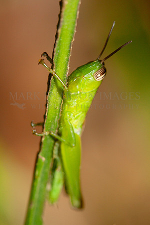A glassy-winged toothpick grasshopper on a blade of grass near the Marañon River, Peru