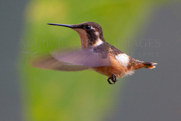 A purple-throated woodstar hummingbird in the Ecuadorian Andes