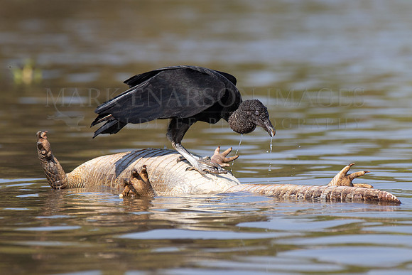 A black vulture feeds on a dead caiman floating in the river in the Brazilian Pantanal