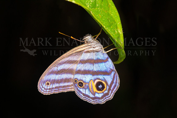 A blue ringlet butterfly in the forest at Pacaya-Samiria National Reserve, Peru